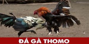 Đá gà thomo win55