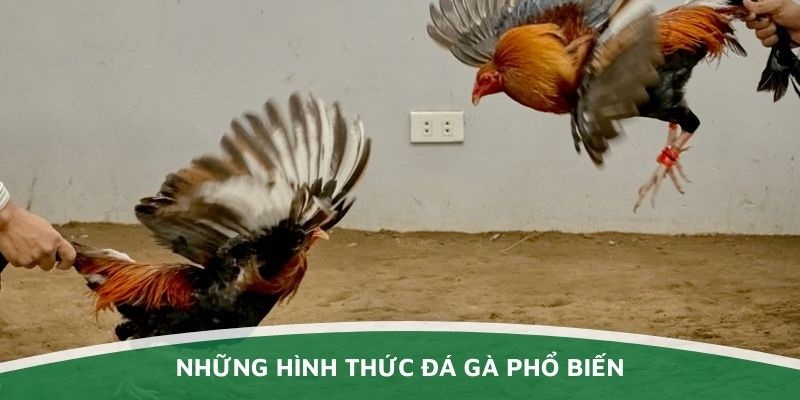  Loại hình đá gà tại Thomo siêu hấp dẫn hiện nay